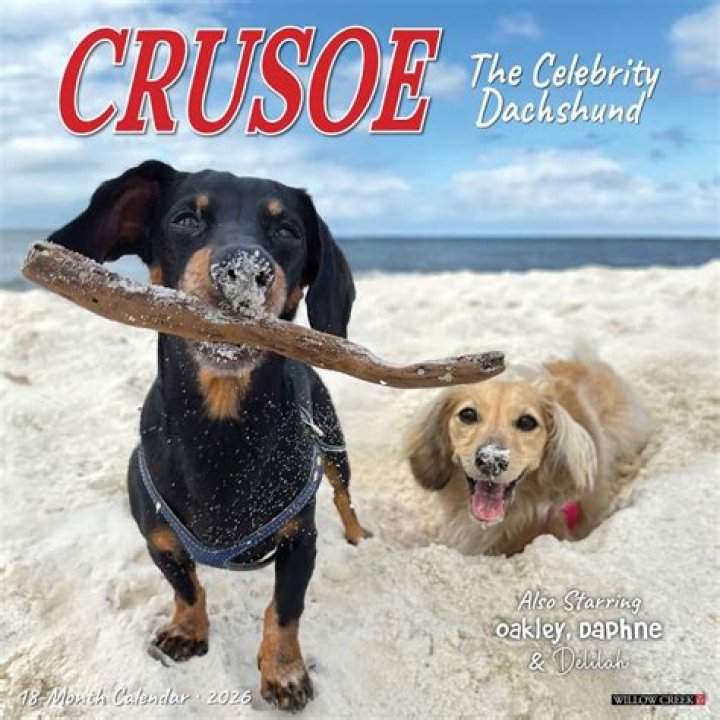 Crusoe the Celebrity Dachshund - Bio, Age, Wiki, Facts and Family