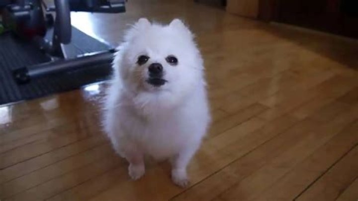 Gabe the Dog - Bio, Age, Wiki, Facts and Family