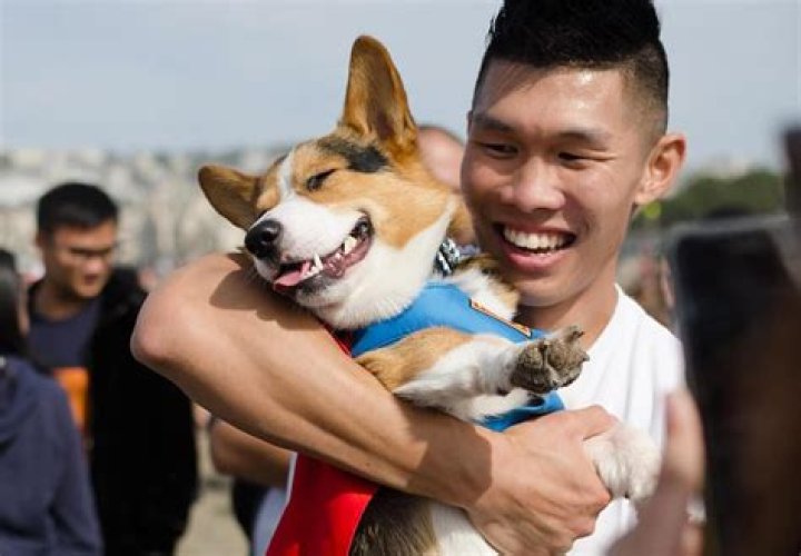 Gatsby the Corgi - Bio, Age, Wiki, Facts and Family