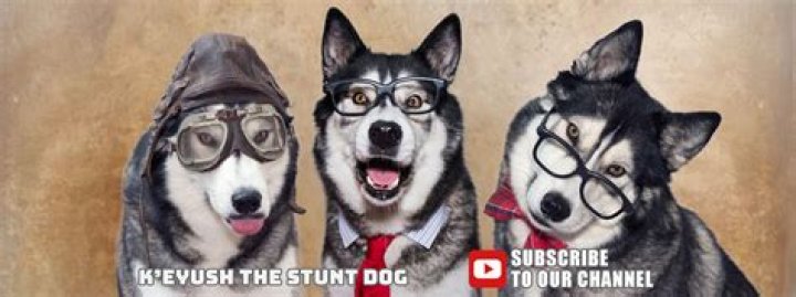 K'eyush the Stunt Dog (pet) - Wikipedia, Age, Net Worth, Biography , Spotify, TikTok, Facebook, Facts and Family