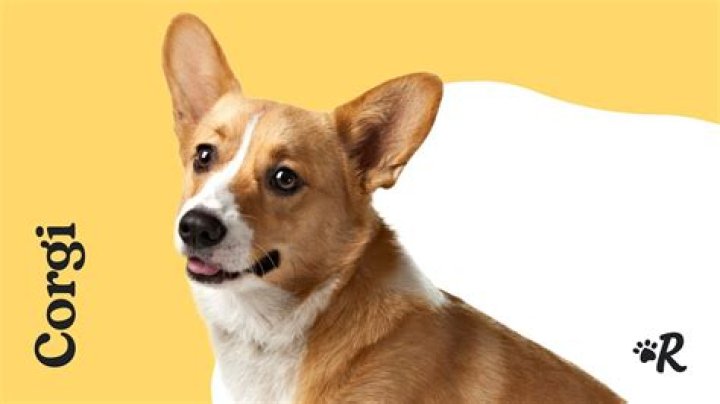 Ken The Corgi - Bio, Age, Wiki, Facts and Family