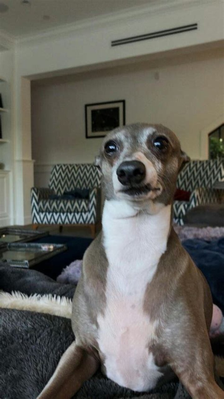 Kermit the Dog - Bio, Age, Wiki, Facts and Family