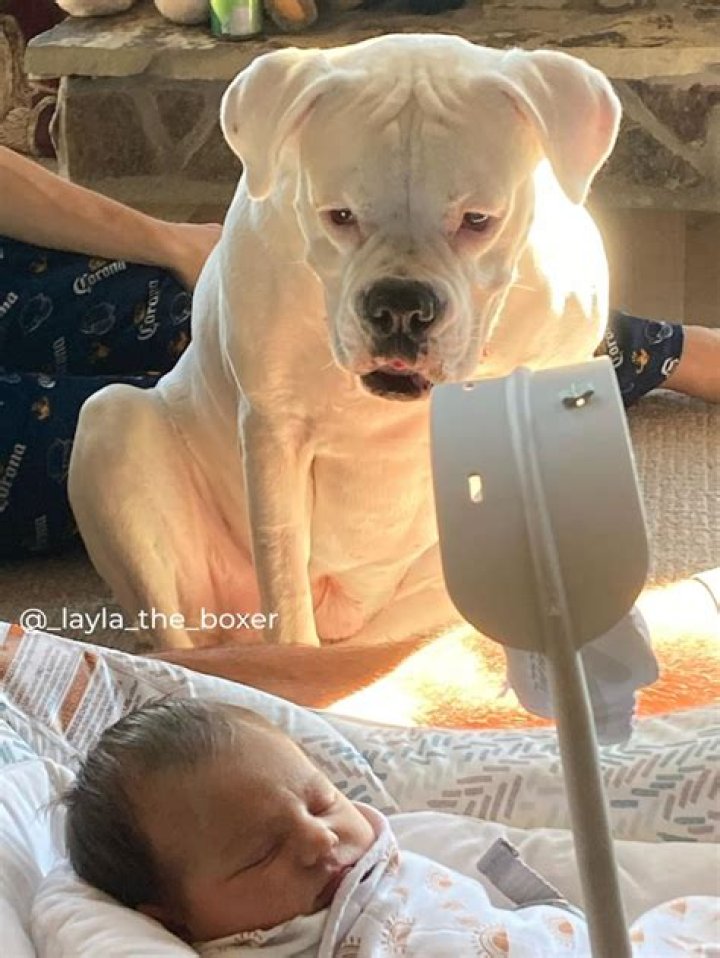 Layla the Boxer - Bio, Age, Birthday, Wiki, Facts and Family