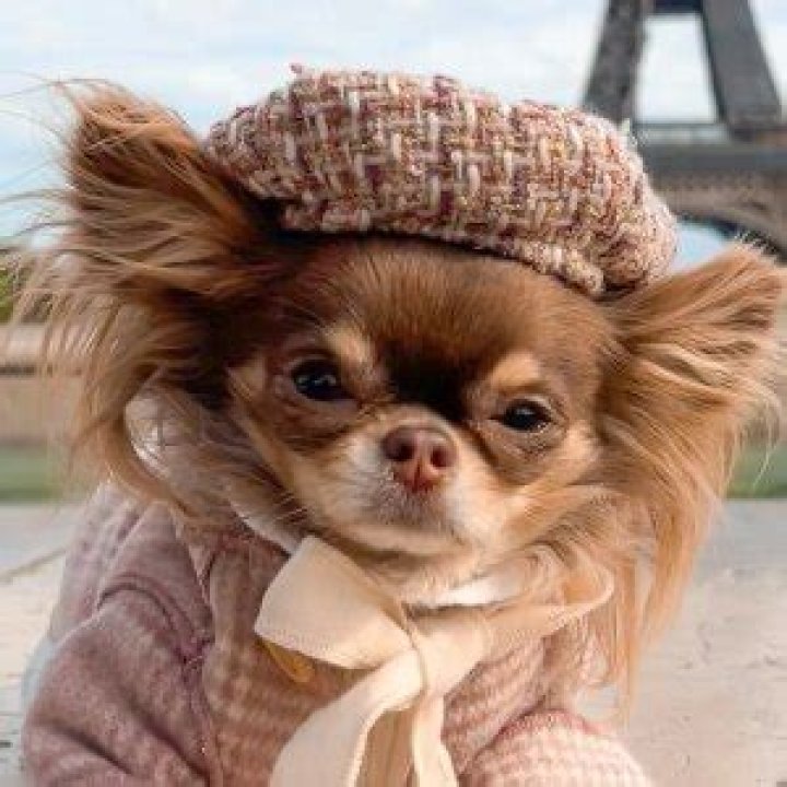 Lou the Chichi: Dog Detailed Bio, Age, Birthday, & Height Insights and more
