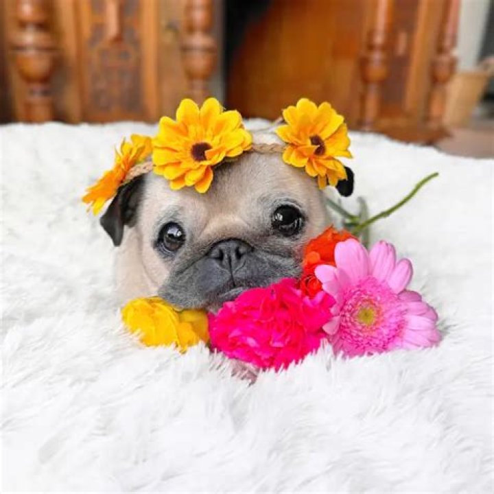 Loulou the Pug - Bio, Age, Wiki, Facts and Family