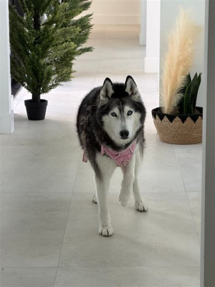 Meeka The Husky(pet) - Biography, Age, Net Worth, Wikipedia, Spotify, TikTok, Facebook, Facts and Family