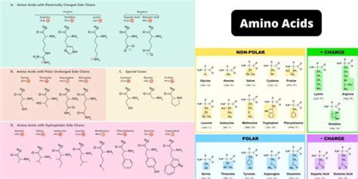 Monique Amin - Bio, Age, Wiki, Facts and Family