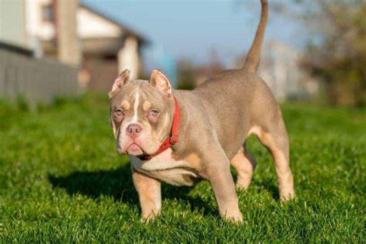 Moose the Mini Bully - Bio, Age, Wiki, Facts and Family