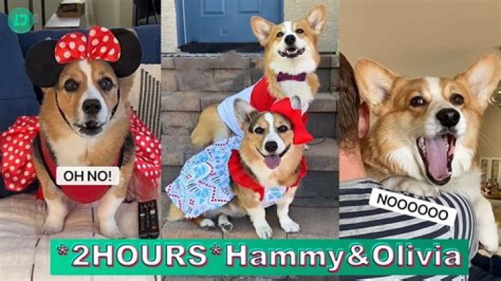 Olivia the Corgi (pet) - Biography, Age, Net Worth, Wikipedia, Spotify, TikTok, Facebook, Facts and Family