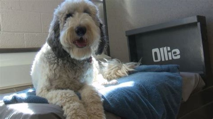 Ollie the Dog - Bio, Age, Wiki, Facts and Family