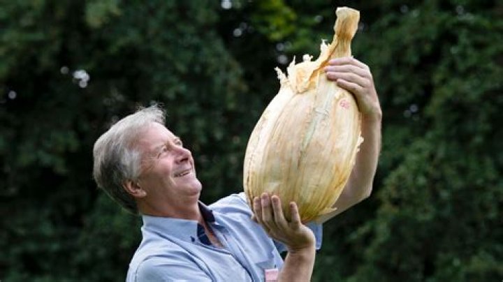 One Giant Onion (webvideostar) - Biography, Age, Net Worth, Wikipedia, Spotify, TikTok, Facebook, Facts and Family