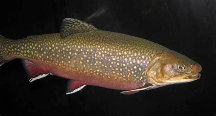 Slater Trout - Bio, Age, Wiki, Facts and Family