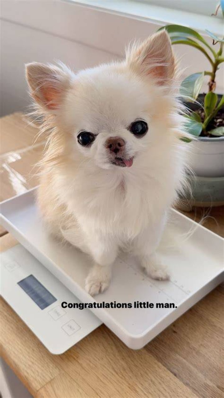 Tiny Chihuahua Cedric: Dog Detailed Bio, Age, Birthday, & Height Insights and more