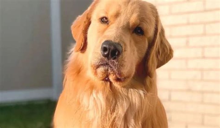Tucker The Golden Retriever - Bio, Age, Wiki, Facts and Family