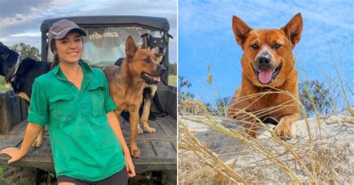 Winnie The Cattle Dog (pet) - Wikipedia, Age, Net Worth, Biography , Spotify, TikTok, Facebook, Facts and Family