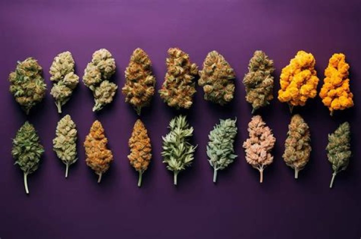 Yellow Kush - Bio, Age, Birthday, Wiki, Facts and Family